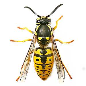 Wasp PNG-74611